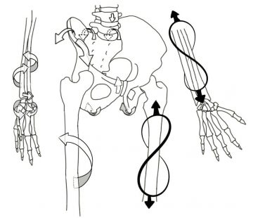 Planche de schémas au trait : pied, bassin et sacrum, jambe et main, avec des flèches indiquant les axes de mobilité. Méthode Poyet.