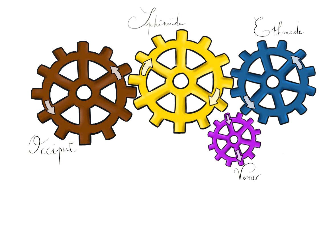 Schéma en engrenages : occiput, sphénoïde, ethmoïde et vomer, chacun portant le sens de sa rotation. Méthode Poyet.